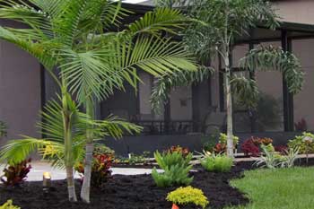 Areca Palm in the backyard at a home in %%tragetarea3%%, FL.
