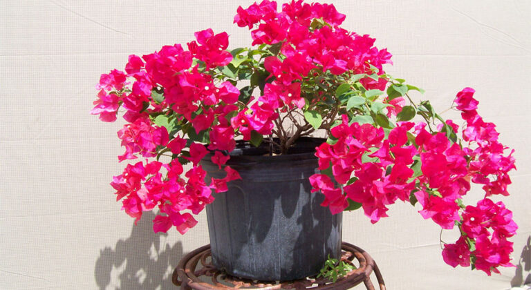 Getting More Blooms From Your Bougainvilleas