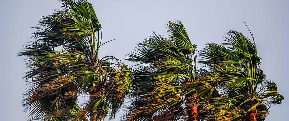 Palm trees blowing in a hurricane gust