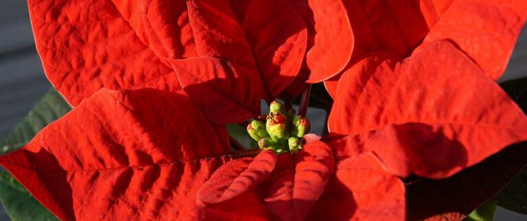 Tips for Caring for Your Holiday Poinsettias