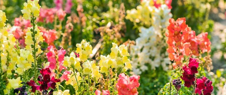 Annuals That Will Add a Pop of Color to Your Winter Landscaping