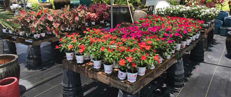 The Best Summer Annuals to Plant in the Bradenton, FL Area