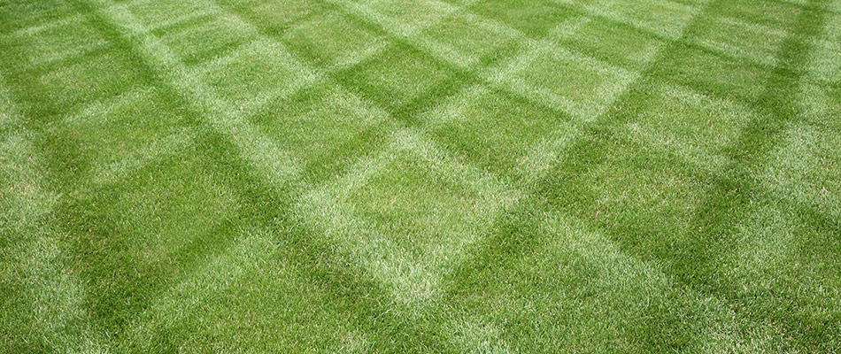 Mowing patterns in a lawn in Palmetto, FL.