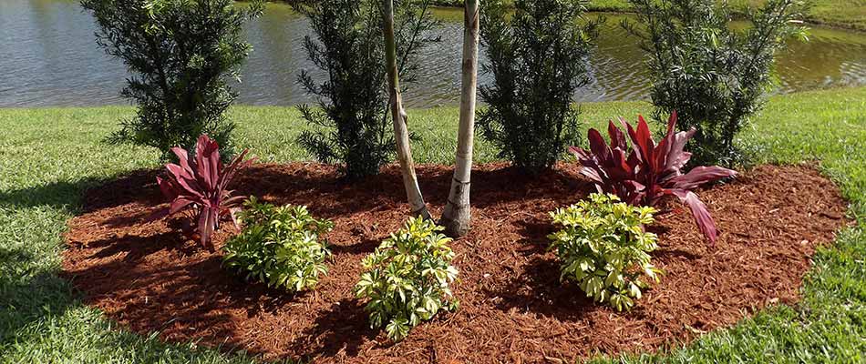 Red mulch installation and plantings in a landscape bed in Bradenton Beach, FL.