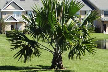European Fan Palm in the side yard of a home in Parrish. 