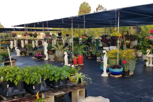 Three Seasons nursery of Florida plants and palms located in Palmetto, FL.