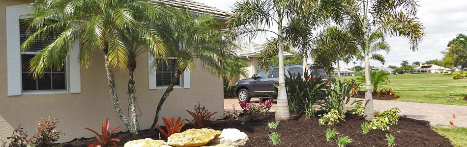 Palm tree landscaping in Palmetto, FL .