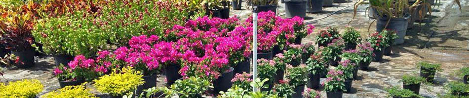 Nursery flowers and plants blooming in Palmetto, FL.