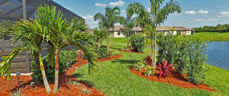 The 5 Most Popular Palm Trees in Bradenton, FL