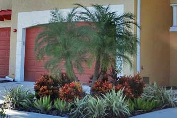 Pygmy Date Palm in front of a home in Palmetto, FL.