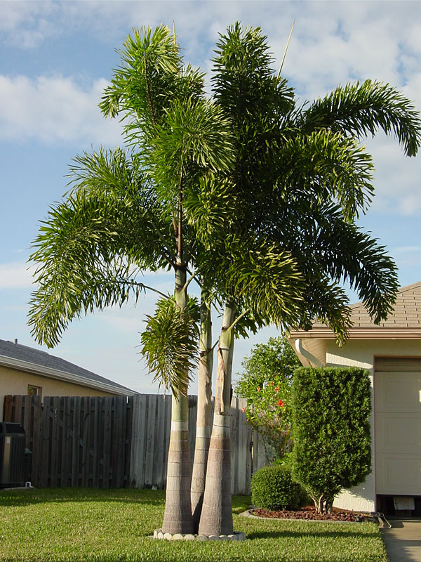 Looking For a Touch of Elegance? Consider adding a Foxtail Palm to Your Landscape