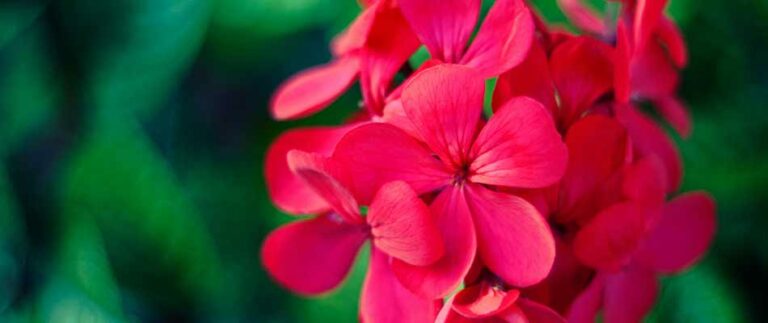 5 Popular Spring Annual Flowers in Florida