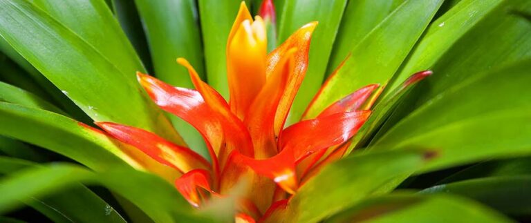How to Care for Bromeliads in Central Florida