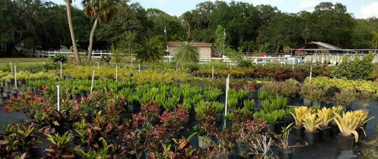 Is Your Local Nursery Better Than a Big Box Store?