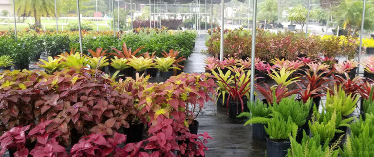 Why You Should Choose a Local Plant Nursery