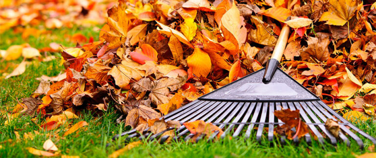 Why Fall Leaf Removal Is Important for Your Lawn