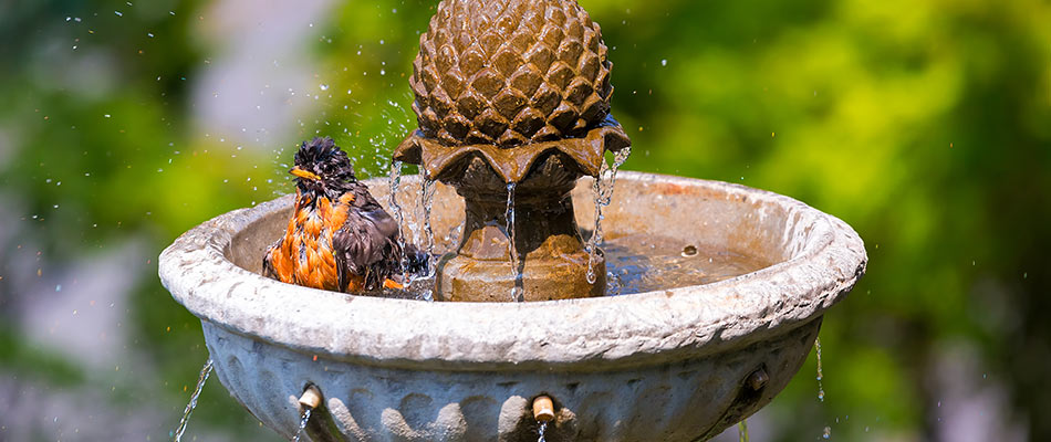 A bird enjoying a backyard fountain in Parrish.