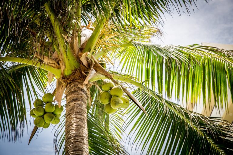 Palm Tree Care in Cold Weather: Keeping Your Tropical Oasis Thriving
